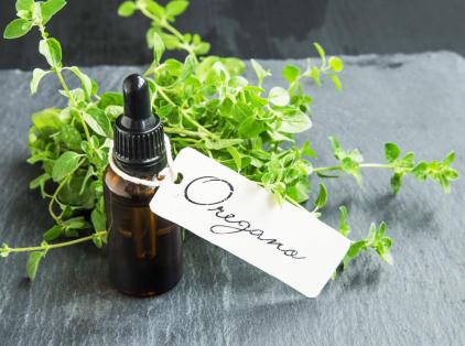 oregano-is-available-fresh-or-dried-for-cooking-and-oregano-oil-can-be-used-to-treat-infections